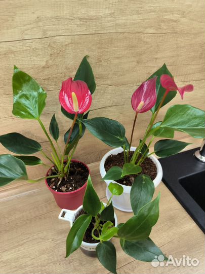 Антуриум Аляска, Лили Ред, Амалия, Намора, Зизу