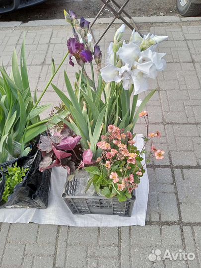 Саженцы многолетников цветов и ягод