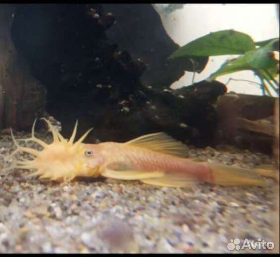 Анцитрус L-144