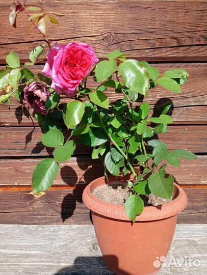 Роза плетистая пионовидная