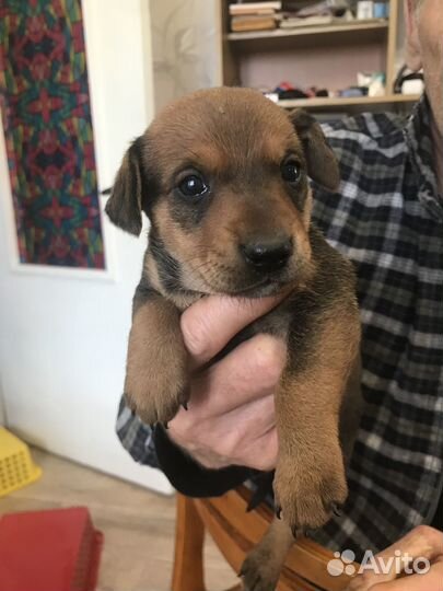 Продаются щенки таксы