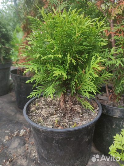 Туя шаровидная даника