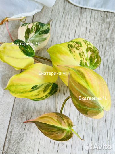 Филодендрон миканс вариегатный и другие