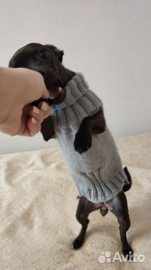 Свитер для собаки