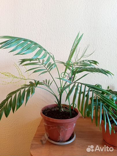 Хризалидокарпус (Кустовидная Пальма)