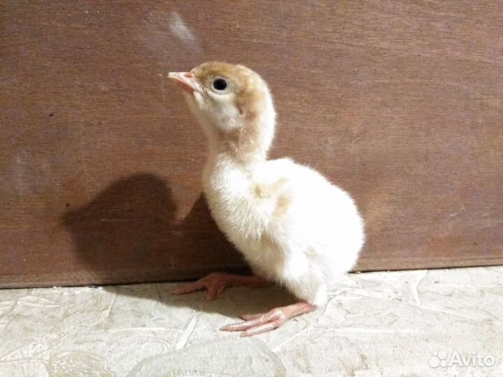 Индюшата импорт