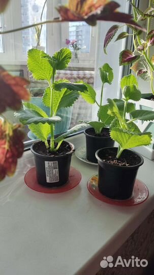 Мята домашняя