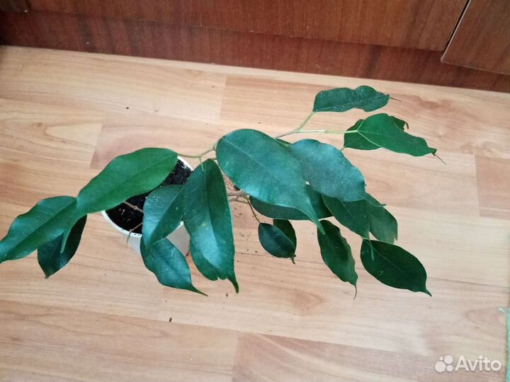 Диффенбахия