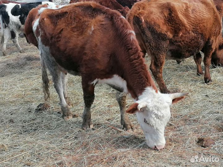 Коровы с телятами
