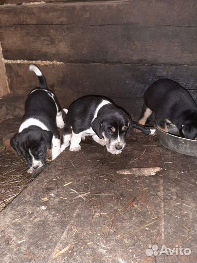 Собаки щенки