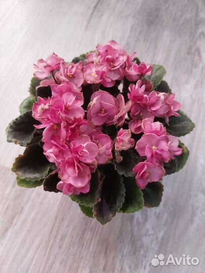 Миниатюрные фиалки (детки)