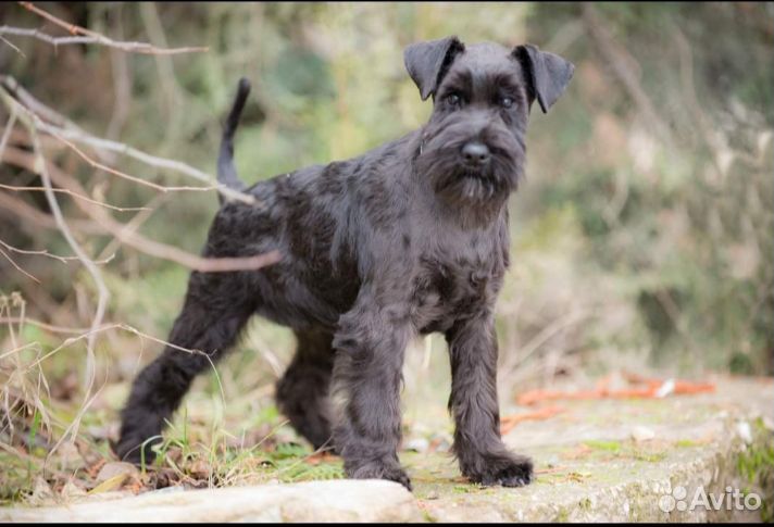 Цвергшнауцер