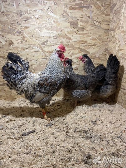 Инкубационное яйцо Легбар