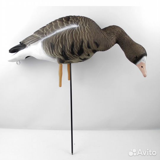 Чучела белолобых гусей (10шт)