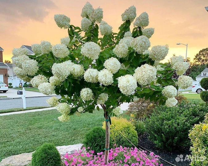 Гортензия на штамбе pan. Royal Flower