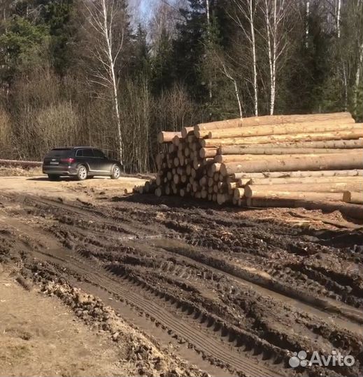 Кругляк ёлка