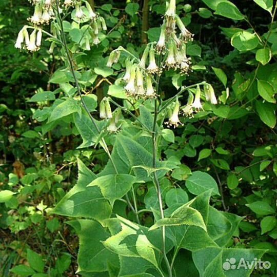 Какалия копьевидная