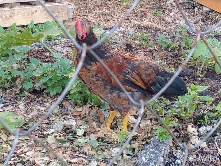 Петух кучинский