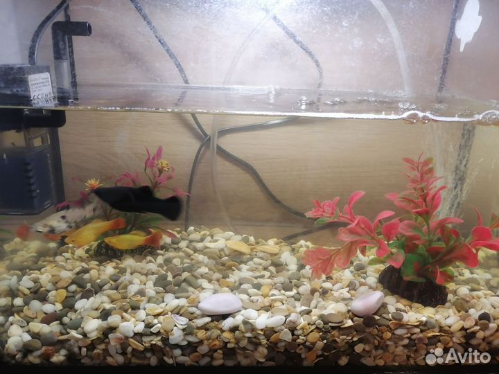 Аквариум с рыбками