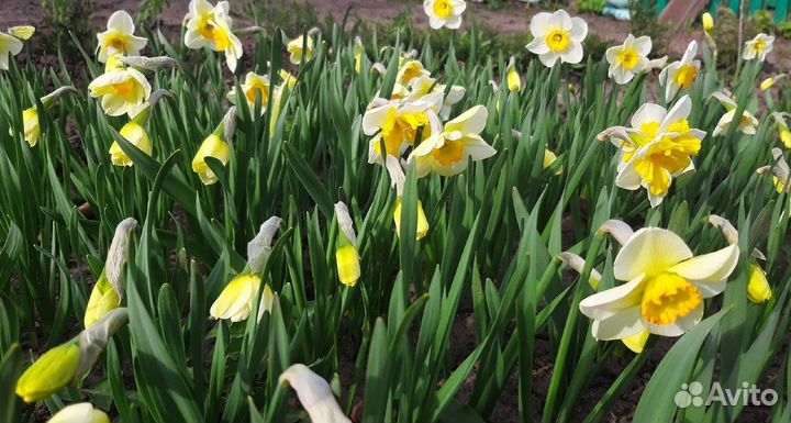 Луковицы нарциссов