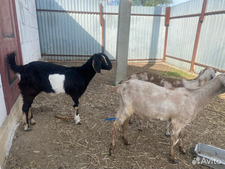 Англо нубийские козы