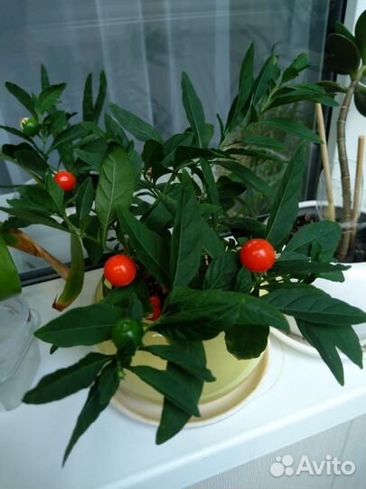 Соланум цветок, отросток (рассада)