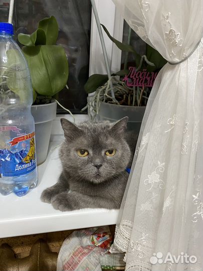 Няшный котик