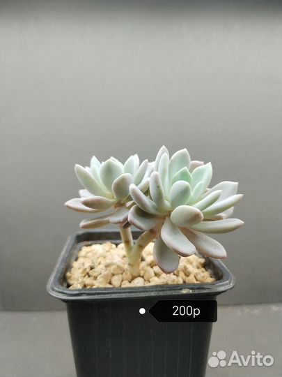 Суккуленты Пахиверия Шейдекери