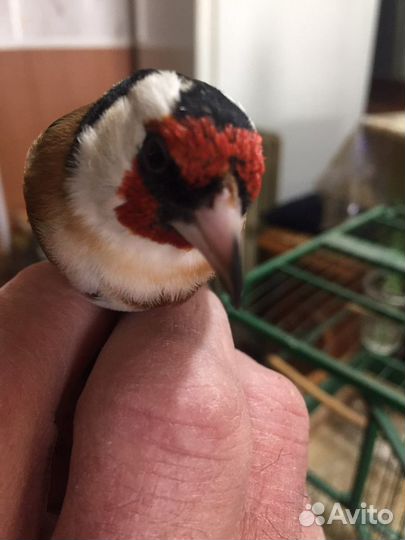 Певчие птицы