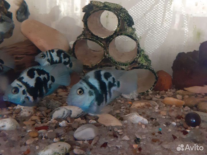 Попугай тигровый