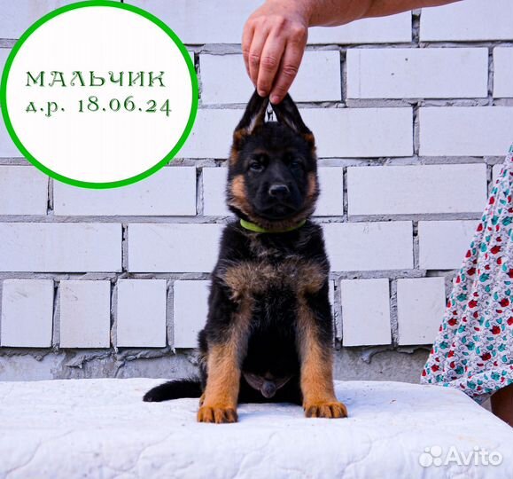 Немецкая овчарка