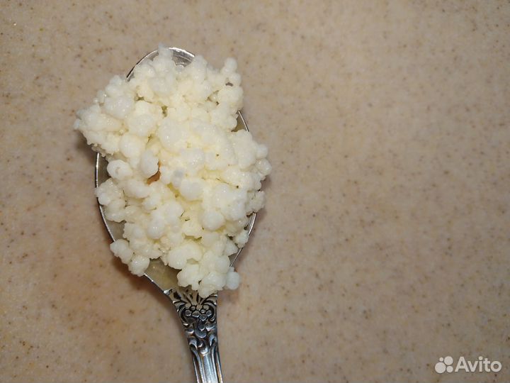 Тибетский(кефирный) молочный гриб