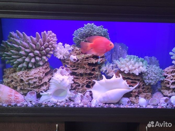 Обслуживание аквариумов. Срочный выезд