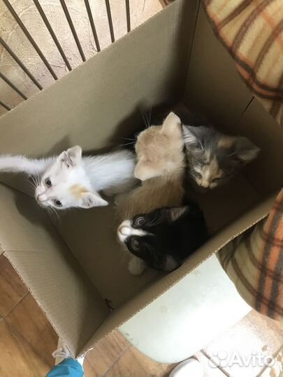 Отдам в добрые руки