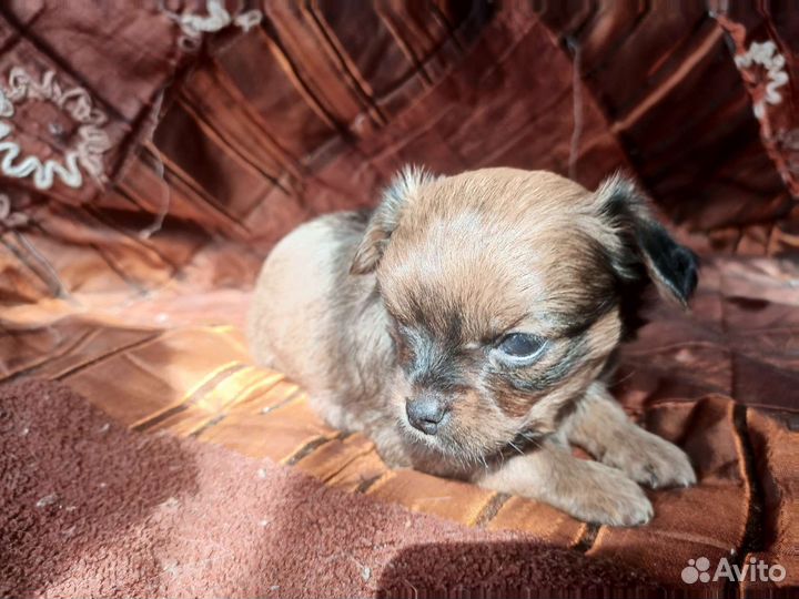 Щенки чихуахуа