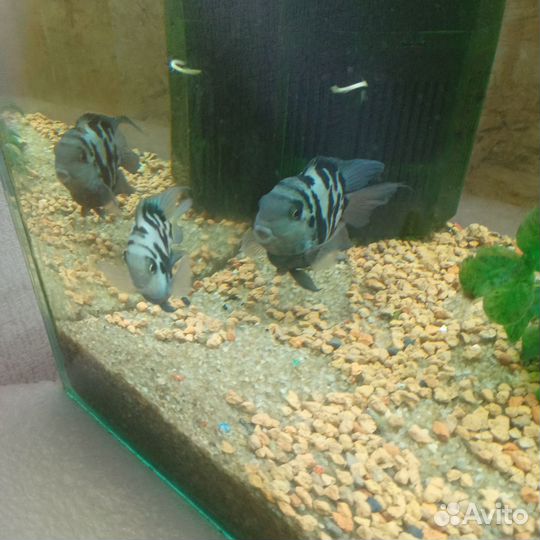 Продам рыбок