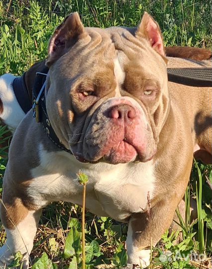 Американский булли