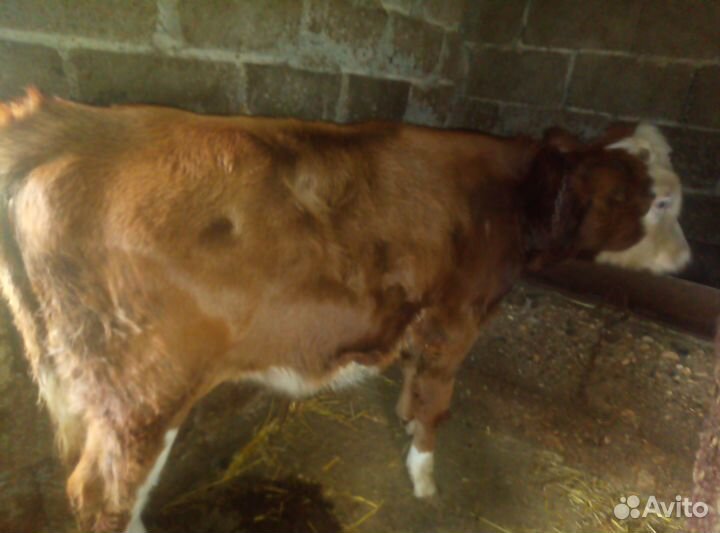 Бычки на откорм
