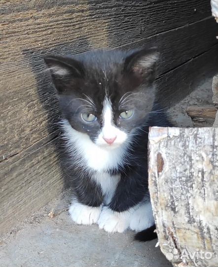 Котенок мальчик в добрые руки