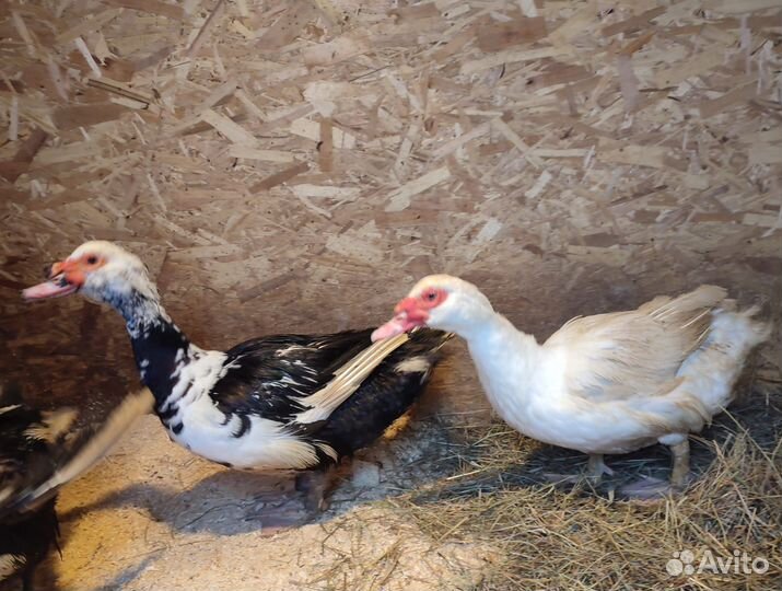 Индоутка мускусная утка