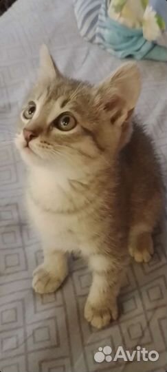 Кошка в дар