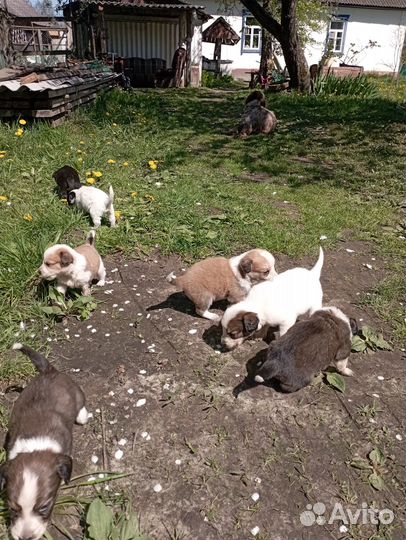 Щенки спаниеля в дар