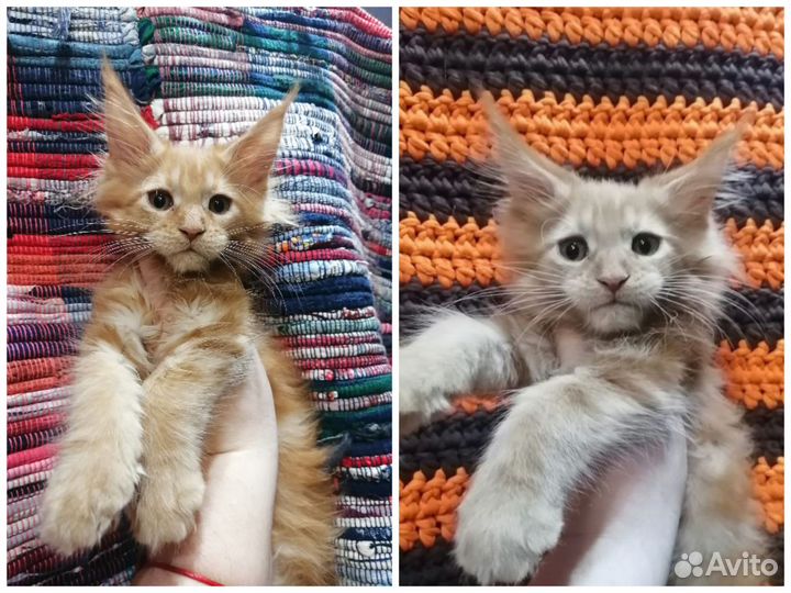 Котята мейн-кун