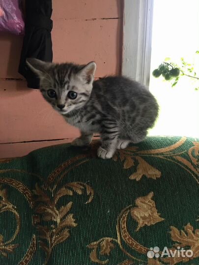 Котенок от бенгальской кошки