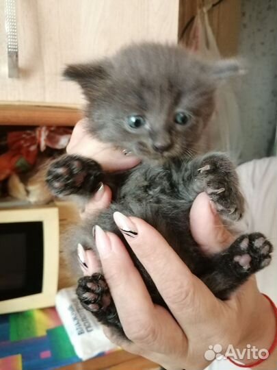 Котенок в дар бесплатно