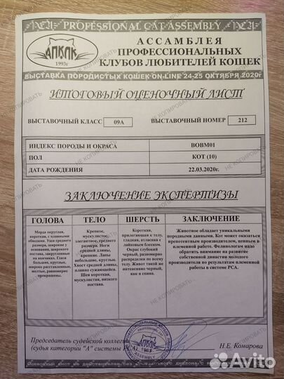 Бомбейский кот