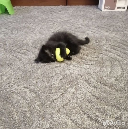 Котенок