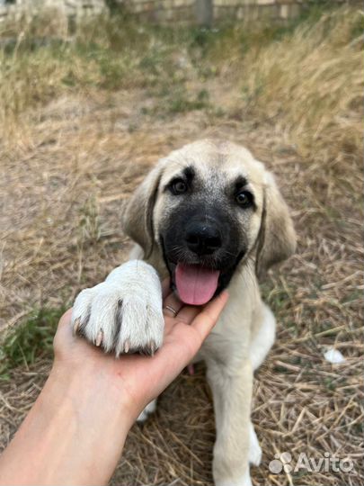 Собака в добрые руки