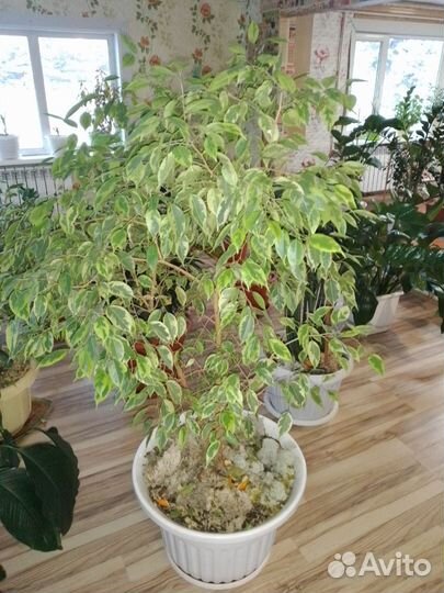 Комнатные цветы