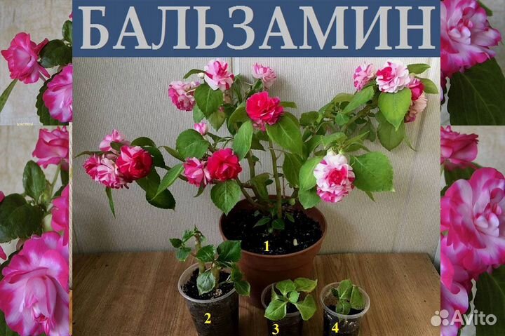 Алоэ,бальзам,цимбидиум,аргирант,дуранта,хойя,клеро